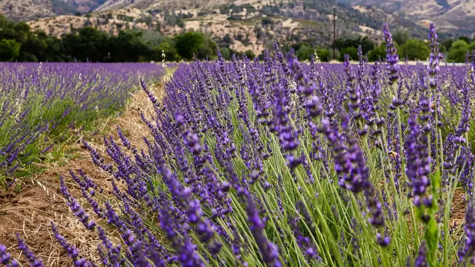 Lavender field with purple flowers, green trees, and mountains in the background